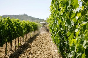 baricci_Weinberg_Slide1