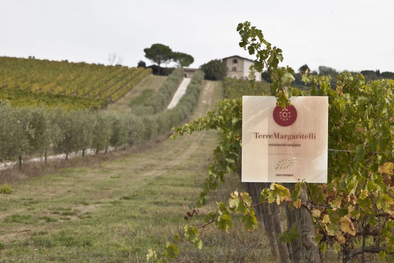 Terre Margaritelli Reben