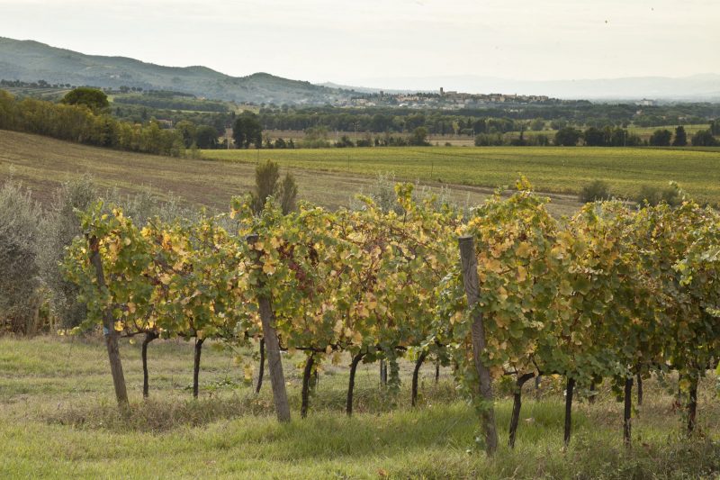 Terre Margaritelli Reben 3