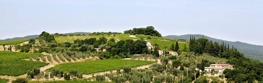 baricci colombaio vigneti