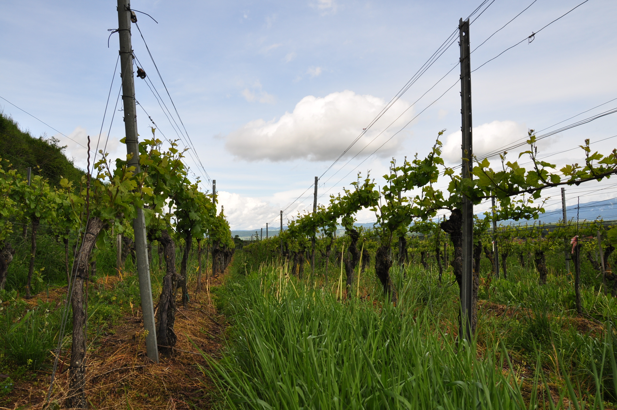 Köbelin Weingut Reben