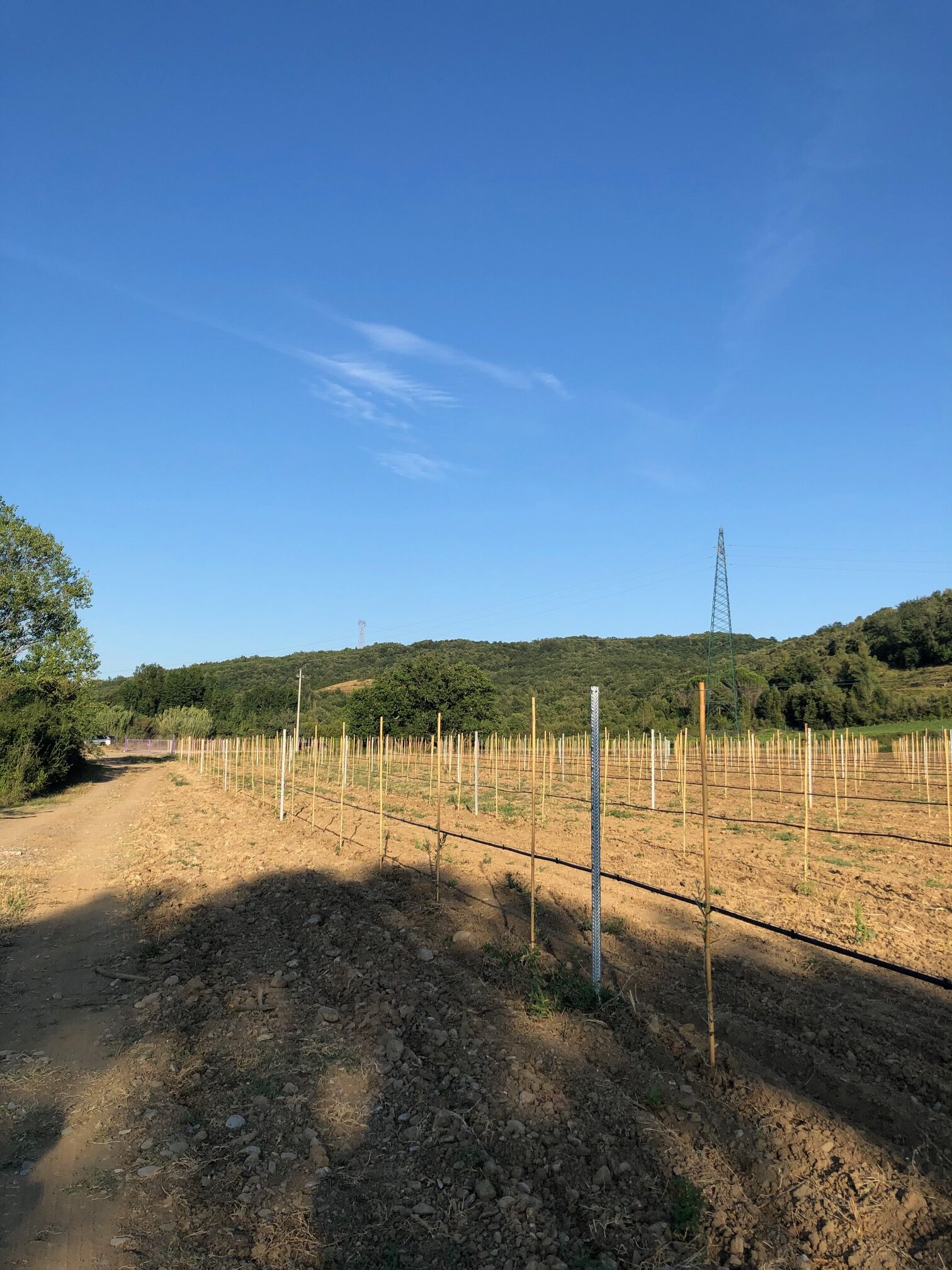 Serraiola Oliveto Juli 2020