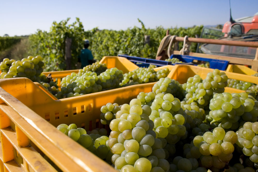 Podere San Michele Traubenkörbe