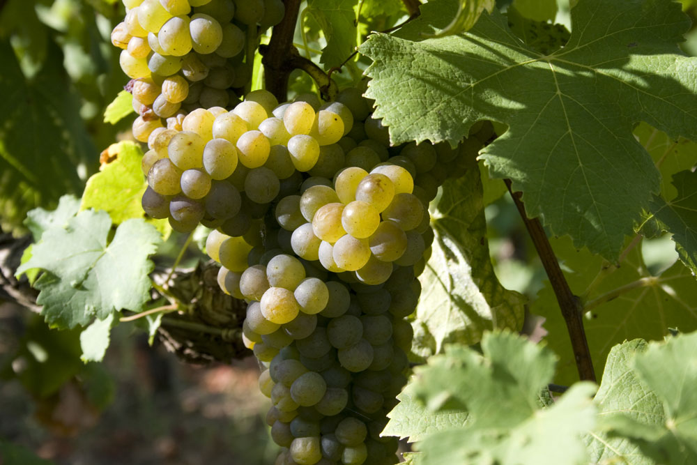 Podere San Michele Trauben